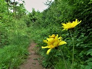 29 Bei fiori gialli di Leontodon (Dente di leone comune)